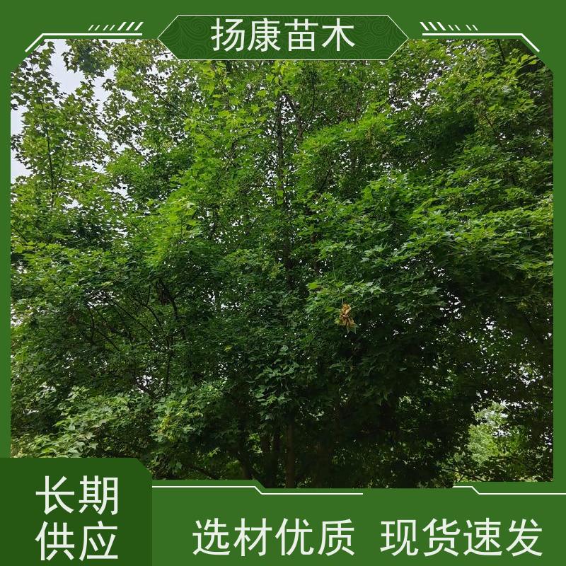 9公分乐昌含笑 行道树系列树种养护 树形优美 源头厂家