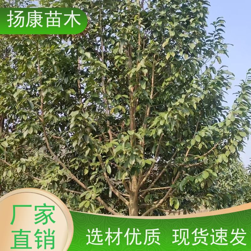 9公分乐昌含笑 竖形常绿灌木绿植适用于园林绿化 现挖现卖