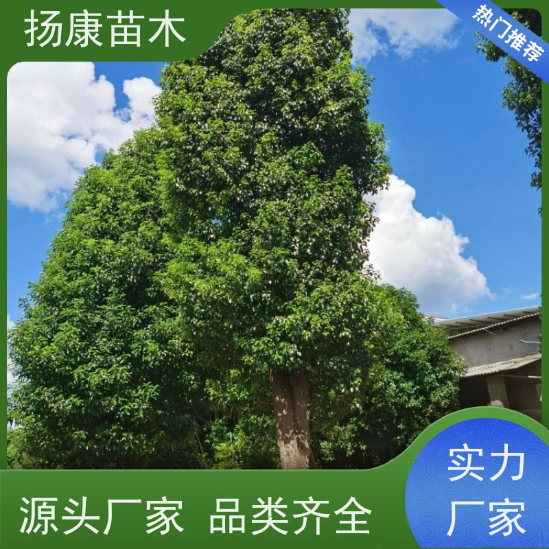 扬康苗木 多种规格四季常青乔木 市政城市道路绿化 香樟