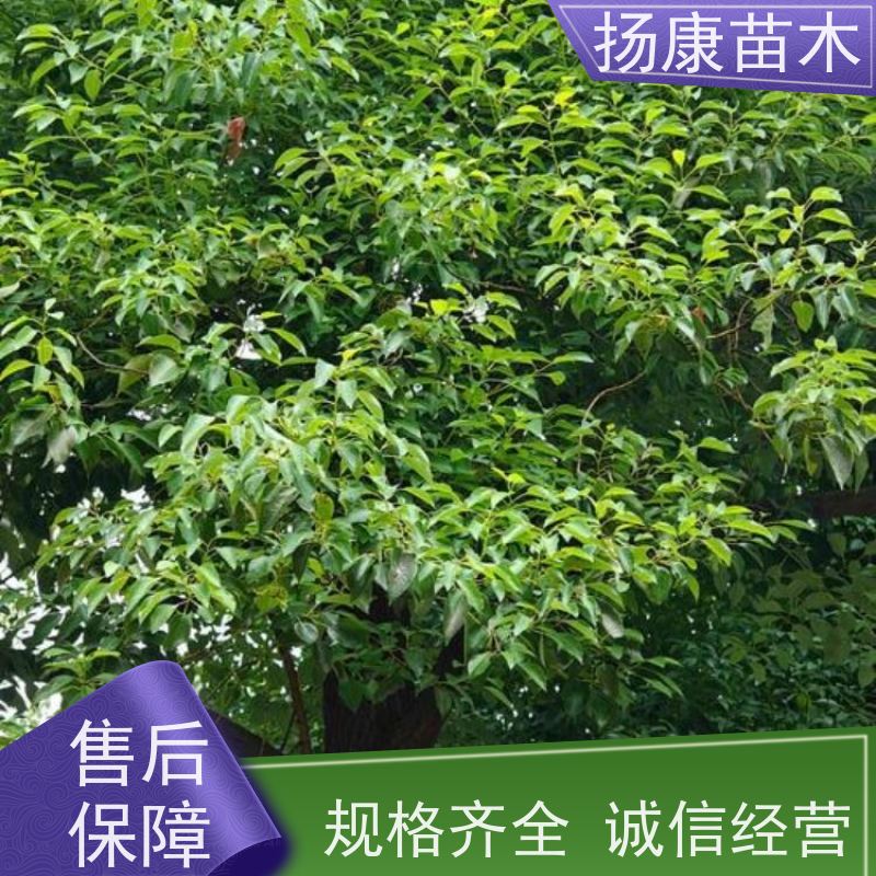扬康苗木 景区园林行道风景绿化工程苗 丛生香樟树