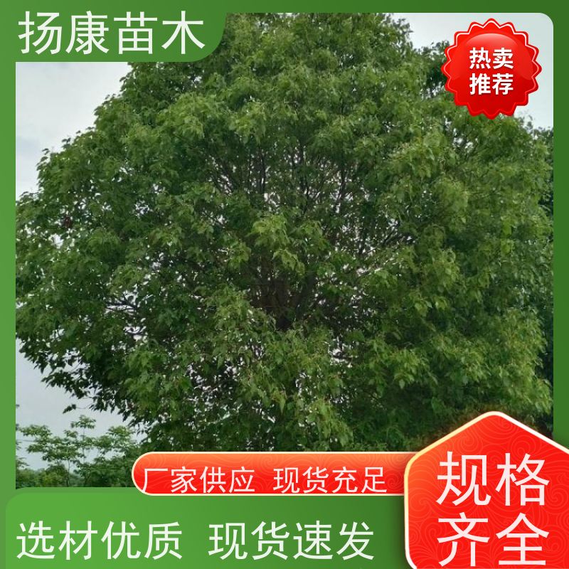 扬康苗木 城市乡镇行道风景庭荫防护树 基地直供 12公分香樟树