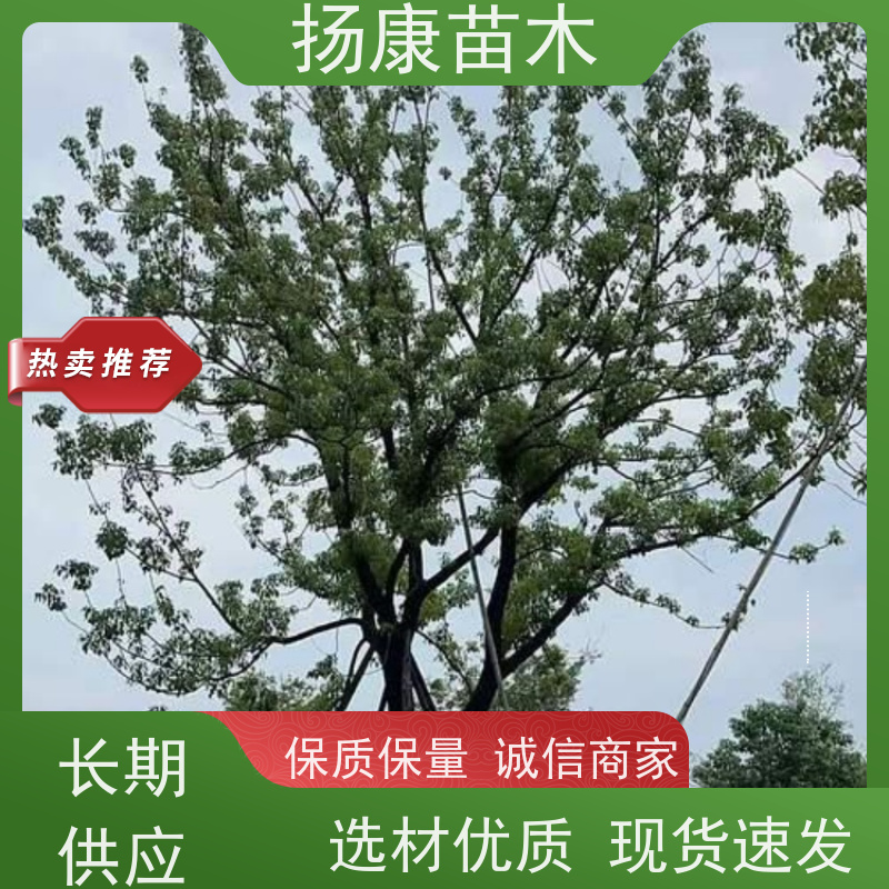 扬康苗木 大小规格齐全 景区道路园林绿化工程树种 5公分香樟树