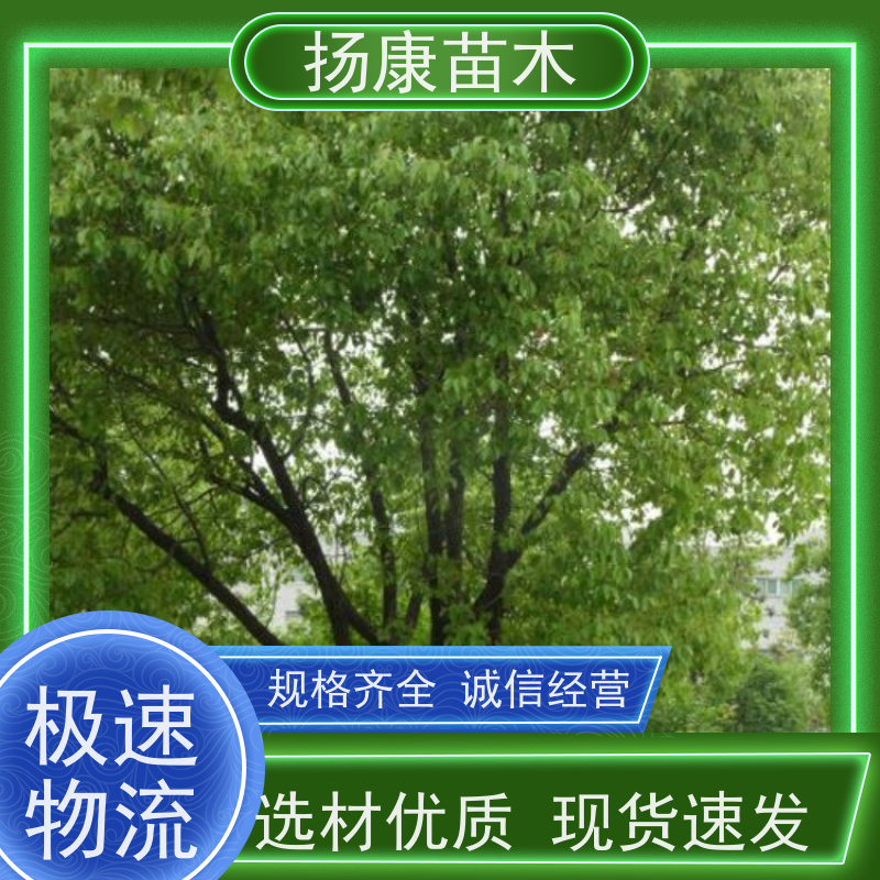 扬康苗木 城市乡镇行道风景庭荫防护树 基地直供 香樟