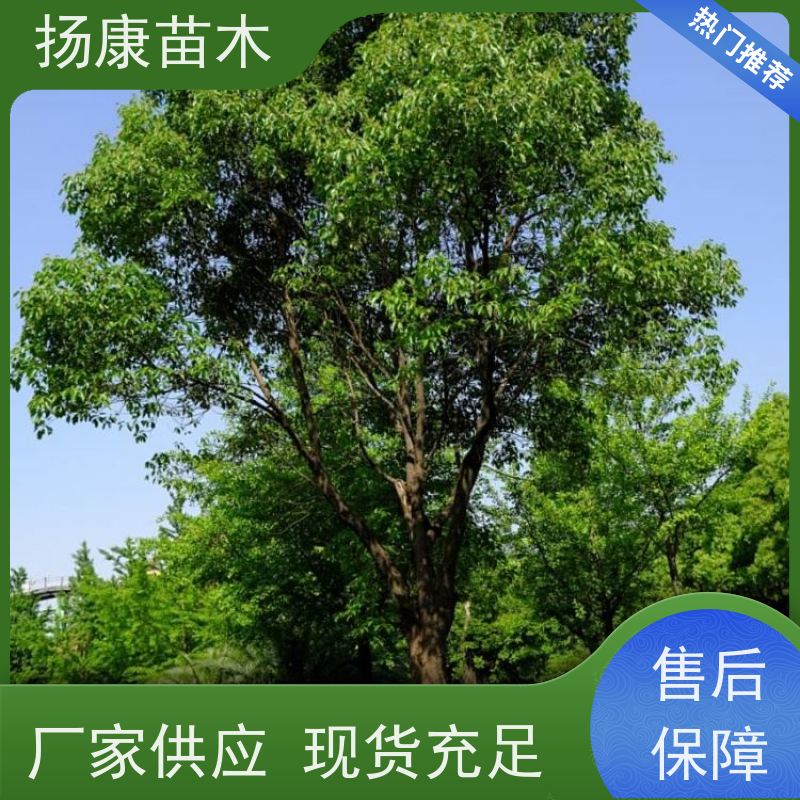 扬康苗木 景区园林行道风景绿化工程苗 5公分香樟树