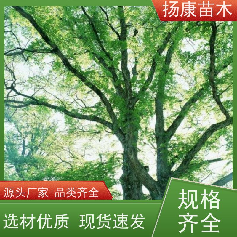 丛生多杆单杆 绿化风景树 移栽苗成活率有保障 香樟 扬康苗木
