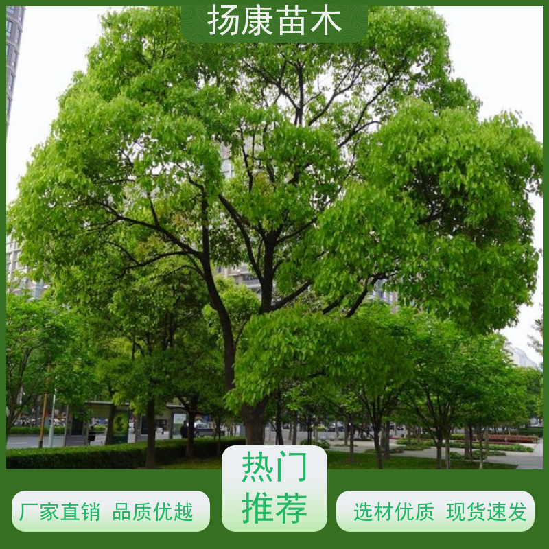景区园林行道风景绿化工程苗 18公分香樟树 扬康苗木