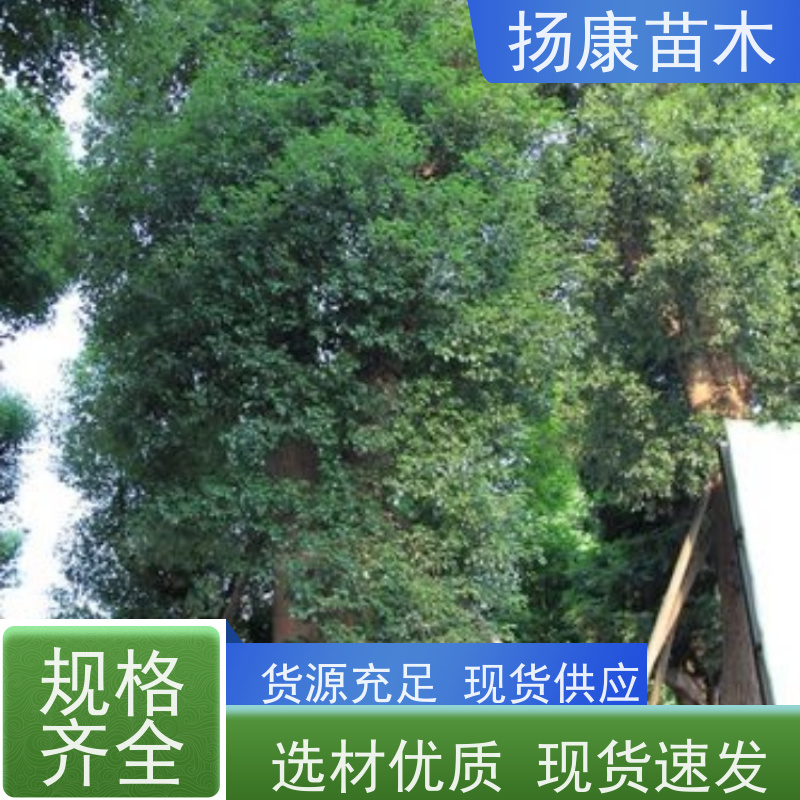 扬康苗木 基地现选现挖 成活率高 30公分香樟树