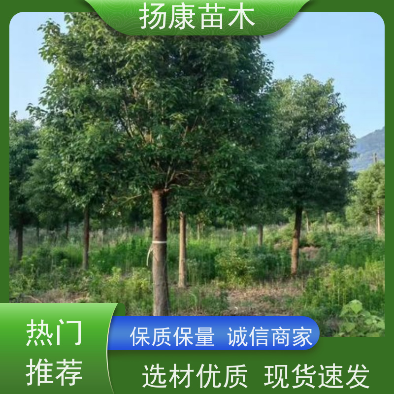 扬康苗木 多种规格四季常青乔木 市政城市道路绿化 精品香樟树 