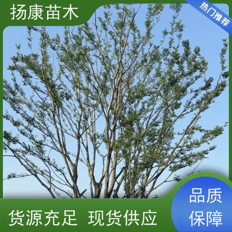 精品丛生朴树 扬康苗木 工程绿化苗 行道树 青树15公分 占地
