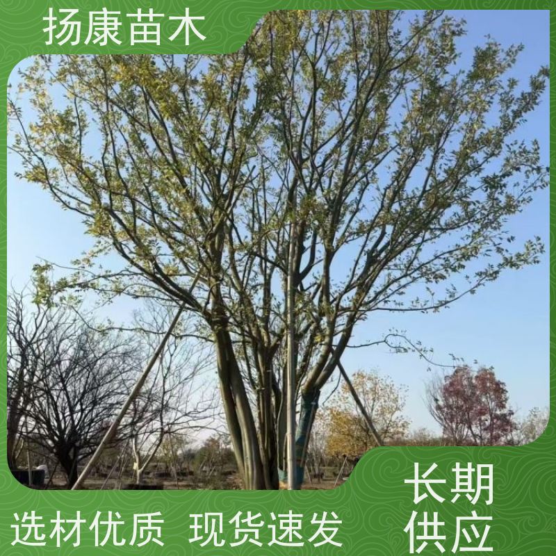朴树 扬康苗木 公园行道庭荫树 园林工厂矿区绿化树种