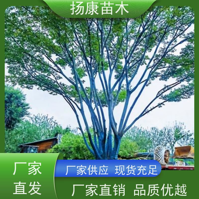 精品丛生朴树 扬康苗木 抗风抗烟滞尘 容易存活 生长速度快 观赏风景