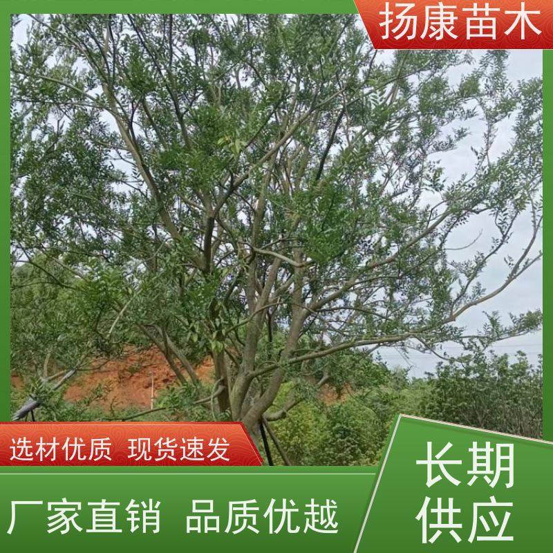 25公分丛生朴树 扬康苗木 耐寒适应力较强适合公园庭院街道公路荫树