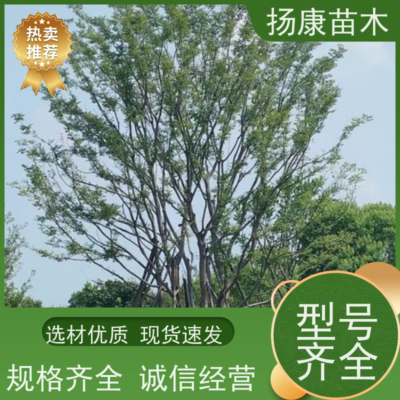 80公分丛生朴树 扬康苗木 抗风抗烟滞尘 容易存活 生长速度快