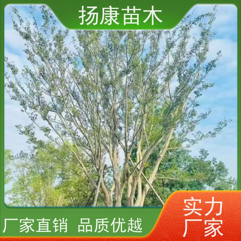 6米丛生朴树 扬康苗木 庭院小区庭荫树 规格齐全 树形优美