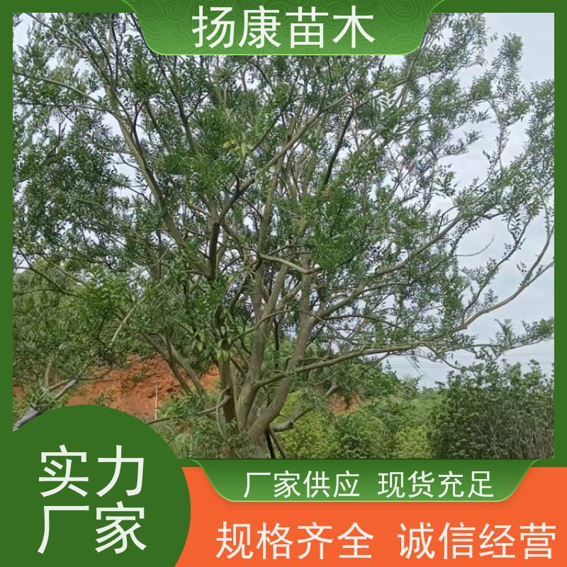 丛生朴树10米 扬康苗木 公园行道庭荫树 园林工厂矿区绿化树种