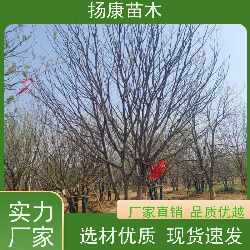 多分枝丛生朴树 扬康苗木 公园行道庭荫树 园林工厂矿区绿化树种