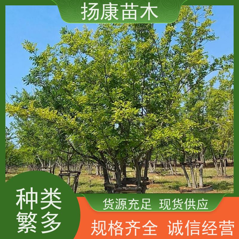 丛生朴树5米 扬康苗木 庭院小区庭荫树 规格齐全 树形优美