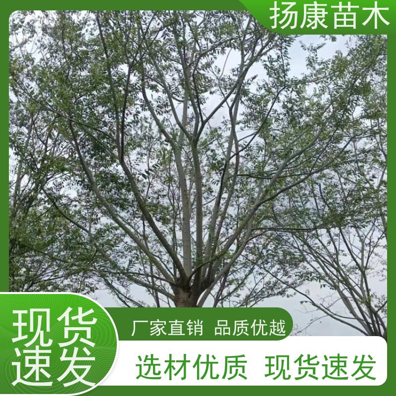丛生朴树 扬康苗木 公园道路风景树行道树 现挖现卖