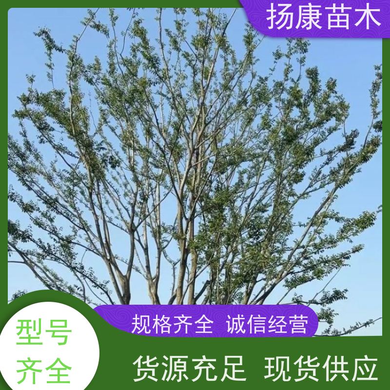 10公分丛生朴树 扬康苗木 各规格齐全 景区园林绿化工程行道树