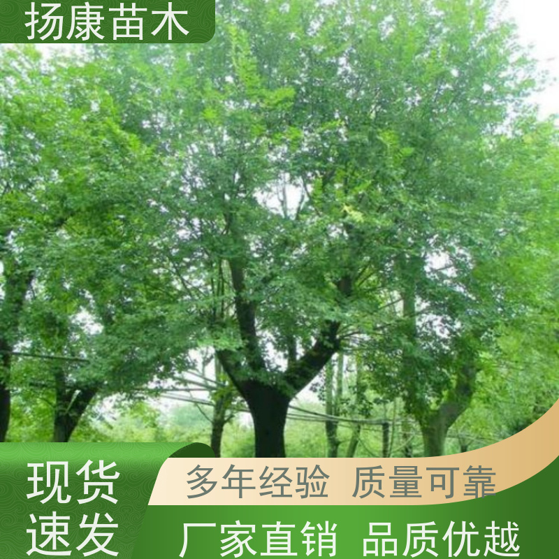 7米丛生朴树 扬康苗木 适温暖湿润气候 适生于肥沃平坦之地 基地发货