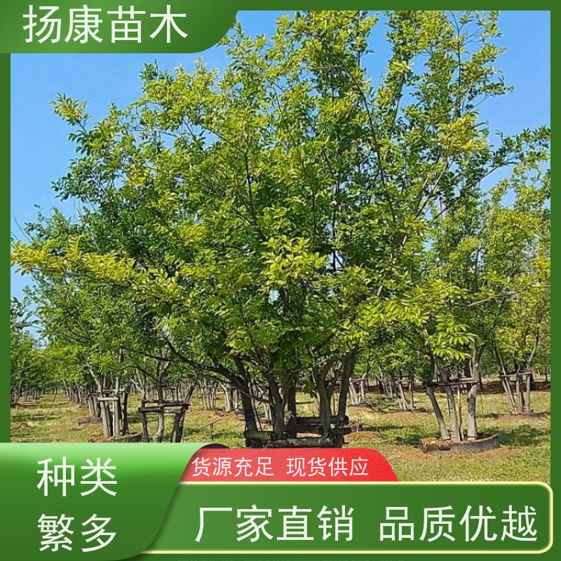 多分枝丛生朴树 扬康苗木 工程绿化苗 行道树 青树15公分 占地