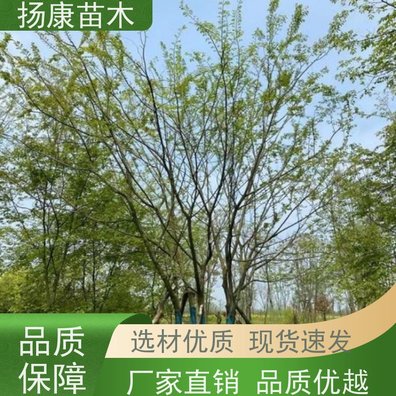 朴树 扬康苗木 叶色鲜艳 街道造型装饰树 自产自销