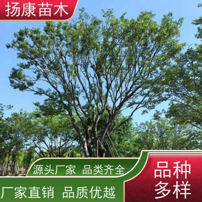丛生朴树9米 扬康苗木 叶色鲜艳 街道造型装饰树 自产自销