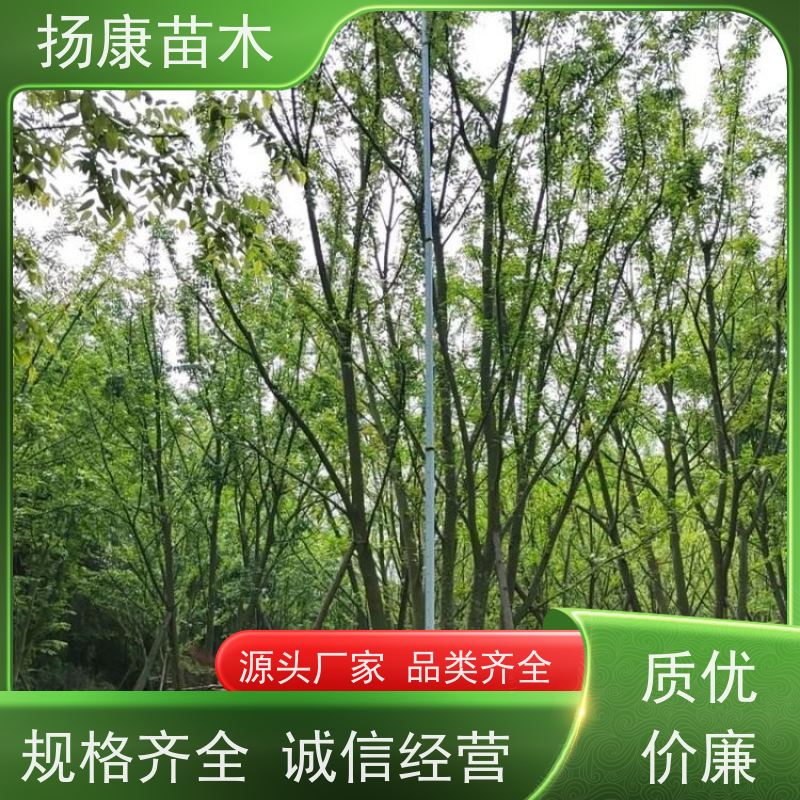 22 公分丛生朴树 扬康苗木 园林行道绿化露地栽培 根系发达