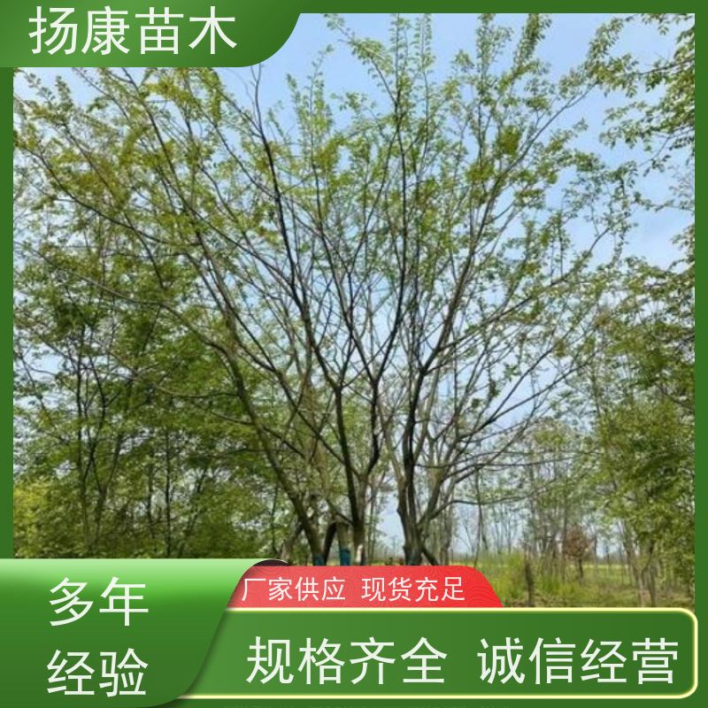 精品丛生朴树 扬康苗木 庭院植物观赏树大型绿化树 适应能力强