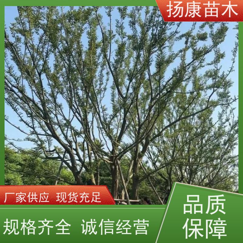 90公分丛生朴树 扬康苗木 景区园林绿化工程树 行道树 源头厂家
