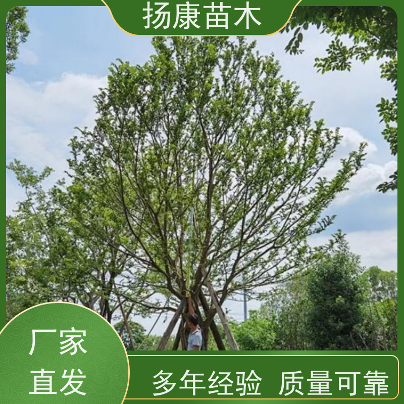 20公分丛生朴树 扬康苗木 大型乔木种植基地 工程行道树 存活率高