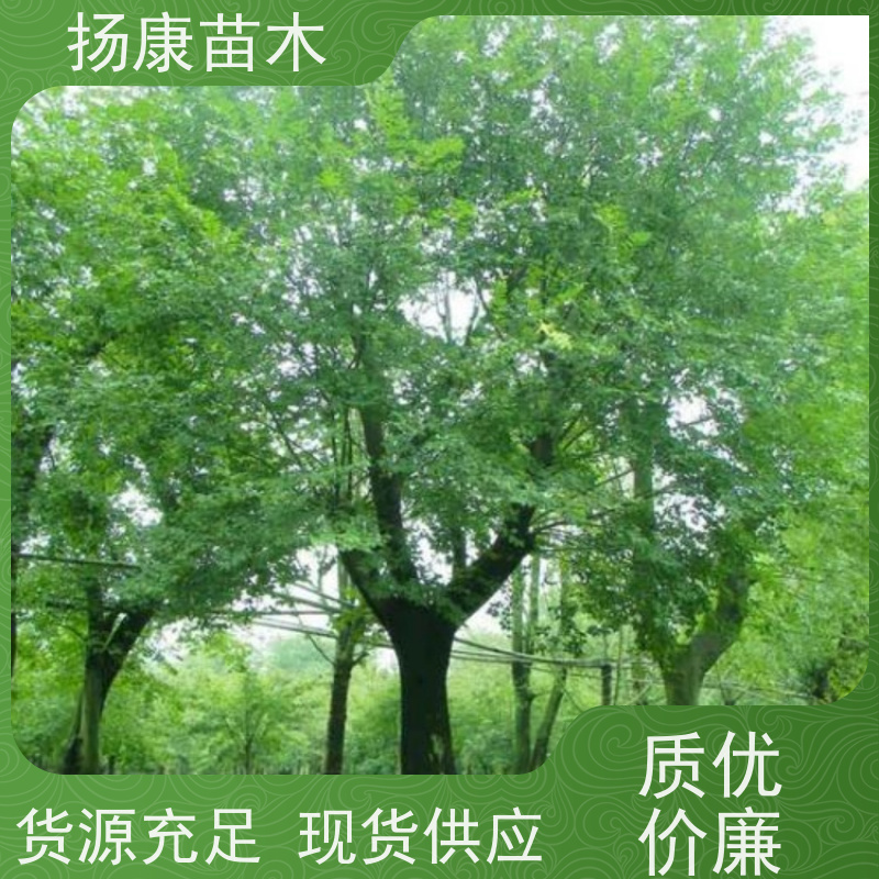 丛生朴树5米 扬康苗木 适温暖湿润气候 适生于肥沃平坦之地 基地发货