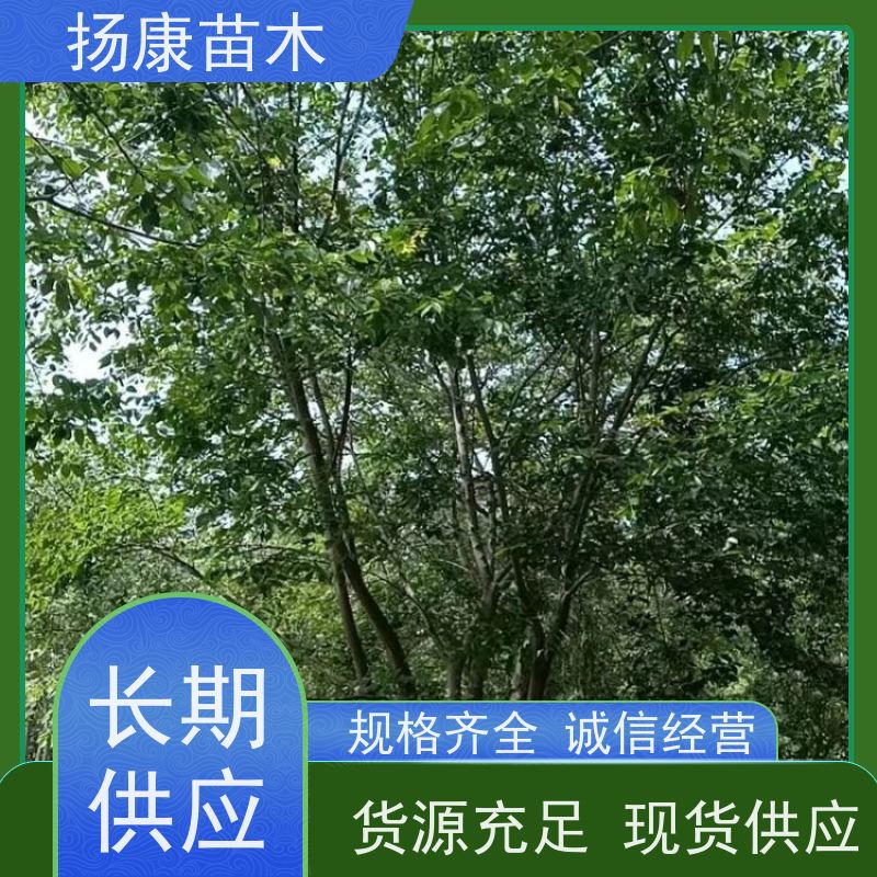 9米丛生朴树 扬康苗木 城市绿化工程行道树 现挖现发 基地直售