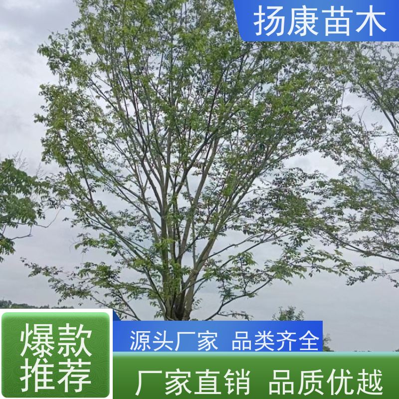 20公分丛生朴树 扬康苗木 叶色鲜艳 街道造型装饰树 自产自销