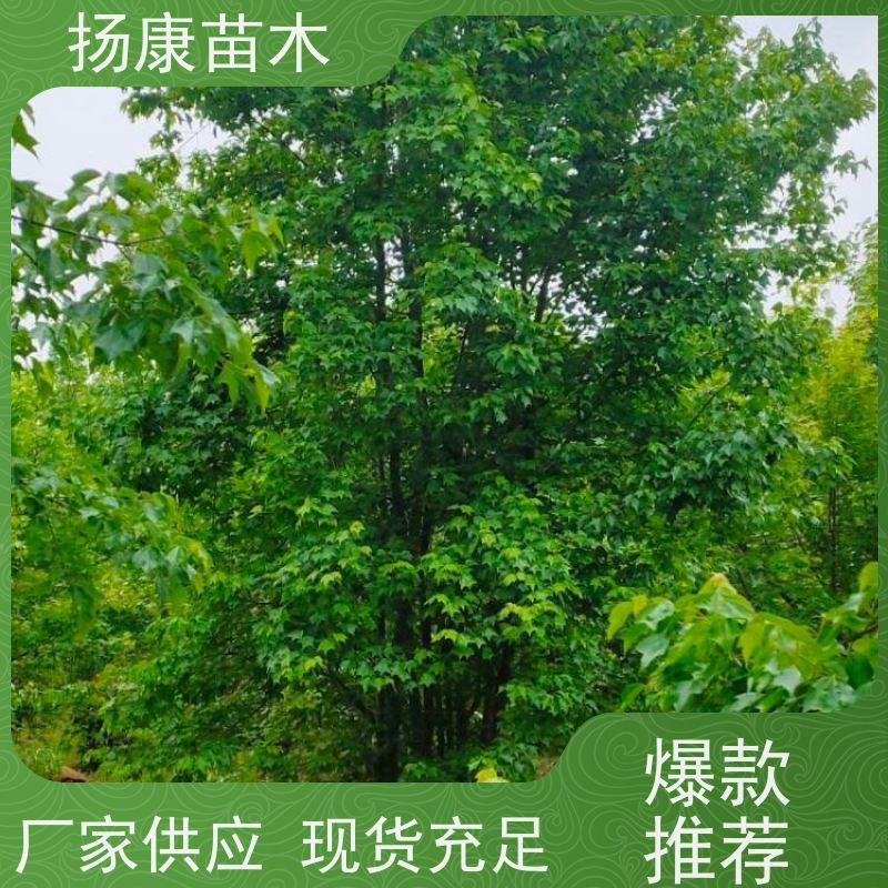 独杆丛生朴树 扬康苗木 大小规格齐全 公园广场造型绿化树 易栽培