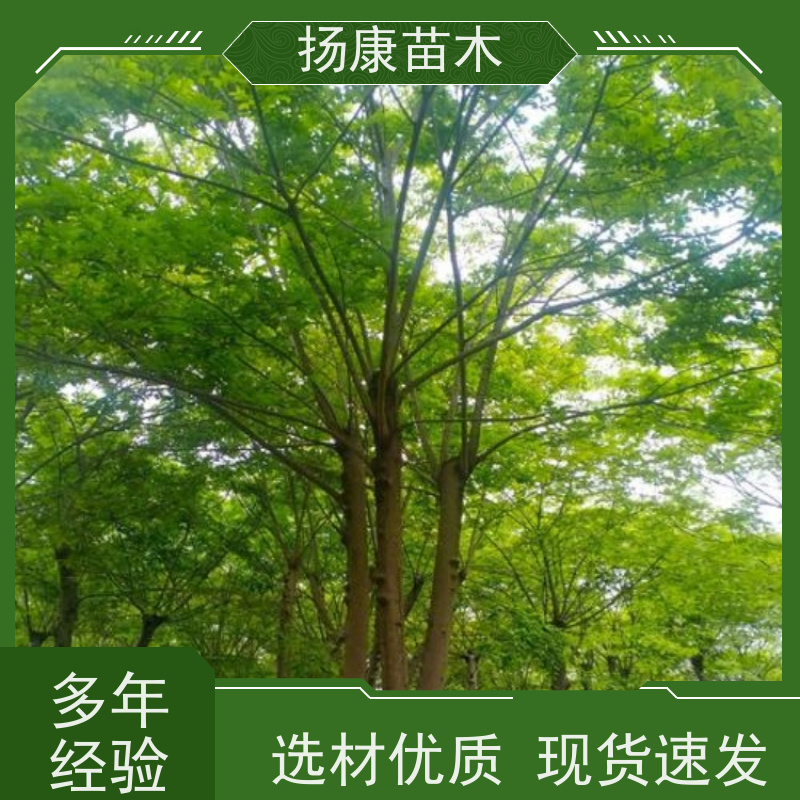 丛生朴树7米 扬康苗木 树形优美 多分支 枝叶茂盛