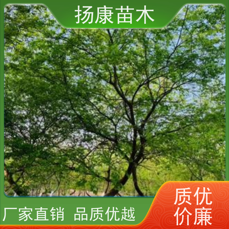 5米丛生朴树 扬康苗木 抗风抗烟滞尘 容易存活 生长速度快 观赏风景