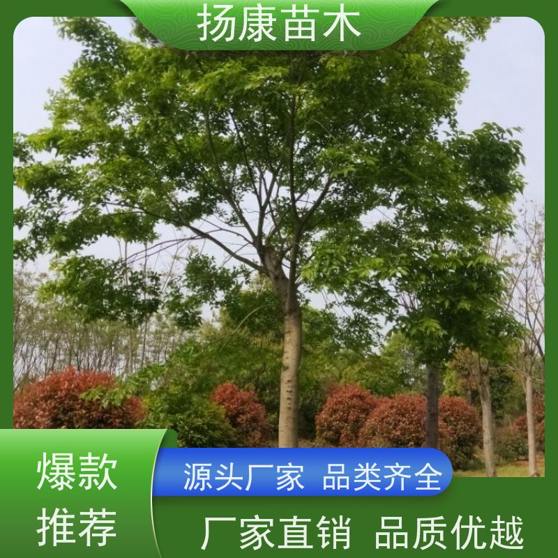 80公分丛生朴树 扬康苗木 公园行道庭荫树 园林工厂矿区绿化树种