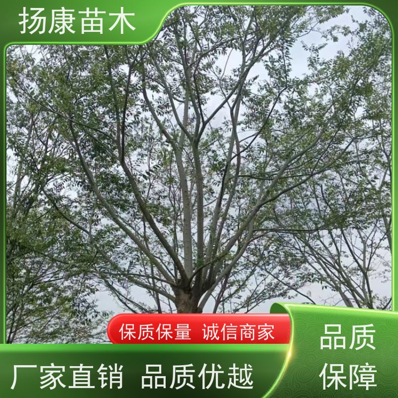 80公分丛生朴树 扬康苗木 耐寒适应力较强适合公园庭院街道公路荫树