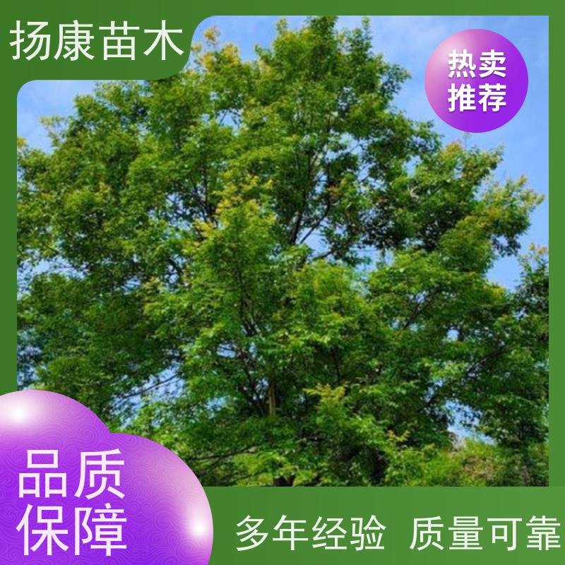 40公分丛生朴树 扬康苗木 大小规格齐全 公园广场造型绿化树 易栽培