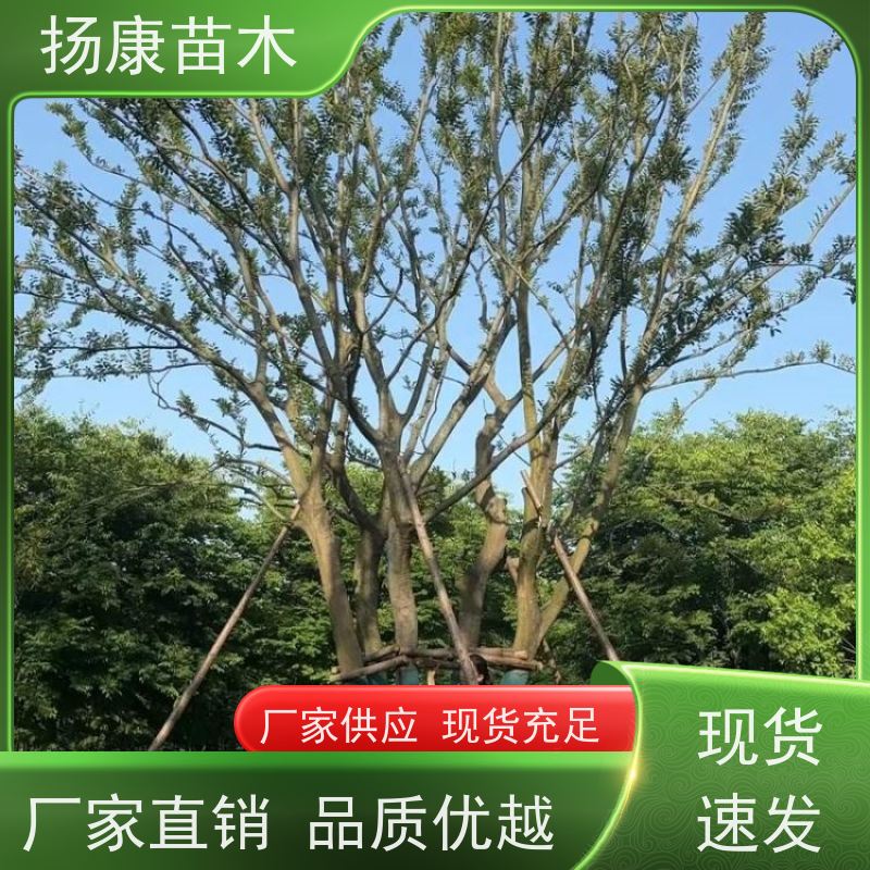 丛生朴树9米 扬康苗木 大小规格齐全 公园广场造型绿化树 易栽培