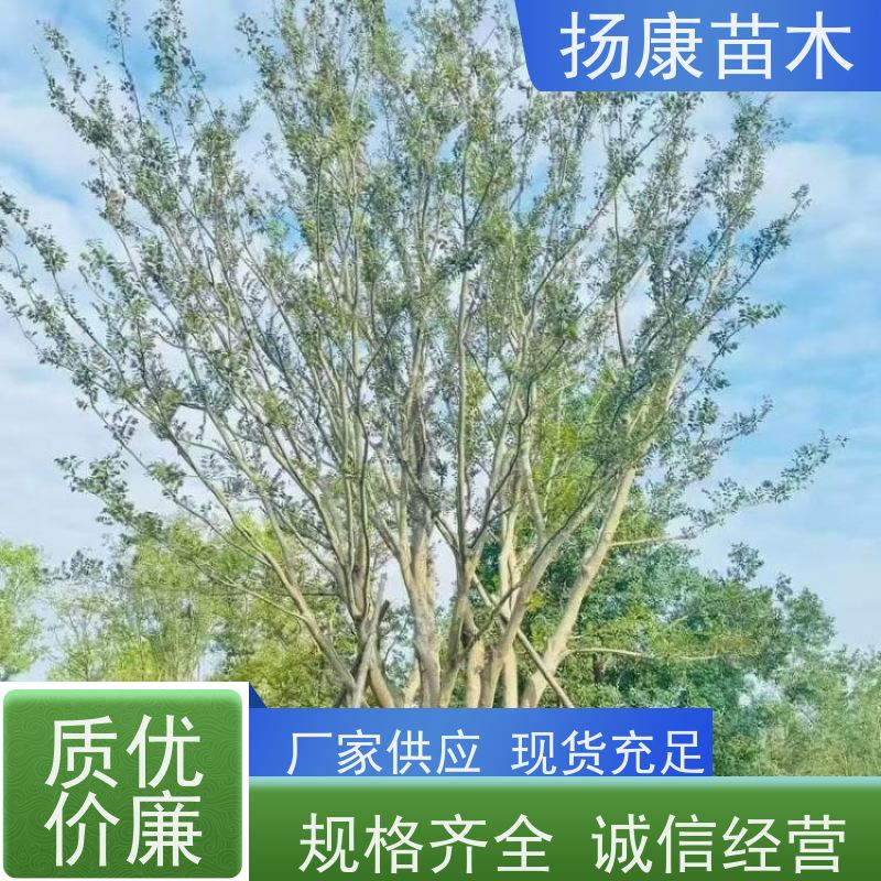 丛生朴树9米 扬康苗木 城市绿化工程行道树 现挖现发 基地直售