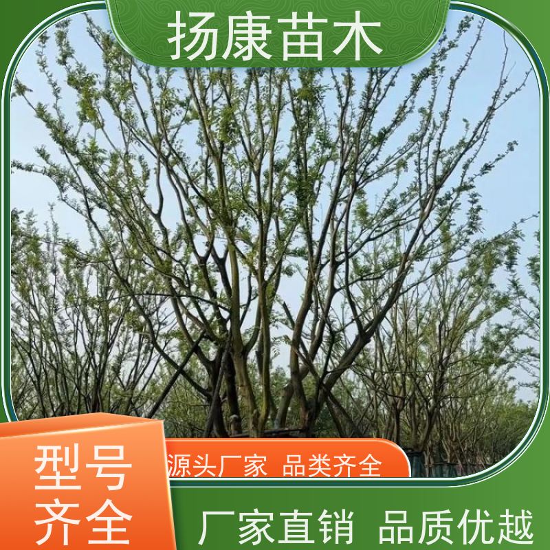22 公分丛生朴树 扬康苗木 耐寒适应力较强适合公园庭院街道公路荫树