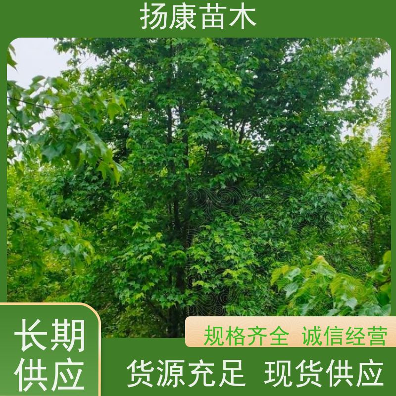 多分枝丛生朴树 扬康苗木 园林行道绿化露地栽培 根系发达