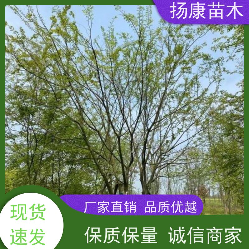 7米丛生朴树 扬康苗木 各规格齐全 景区园林绿化工程行道树