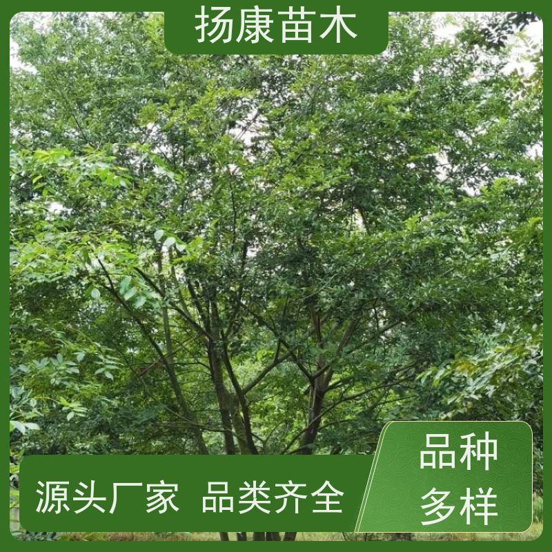 10米丛生朴树 扬康苗木 适温暖湿润气候 适生于肥沃平坦之地 基地发货