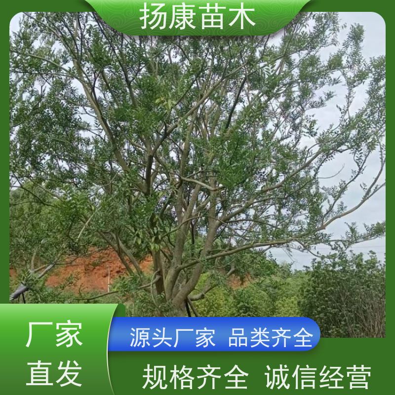 5米丛生朴树 扬康苗木 大小规格齐全 公园广场造型绿化树 易栽培