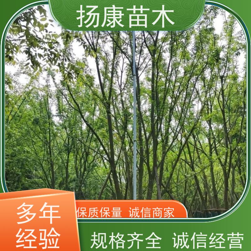 精品丛生朴树 扬康苗木 冠幅5米 高度6米 耐寒 易成活