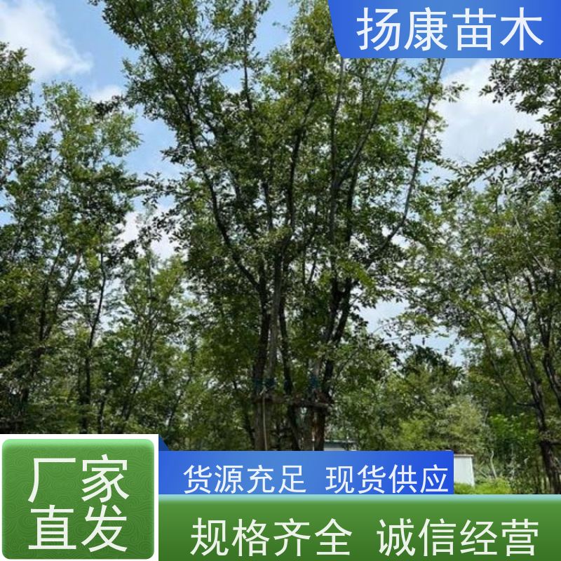 18公分丛生朴树 扬康苗木 抗风抗烟滞尘 容易存活 生长速度快 观赏风景