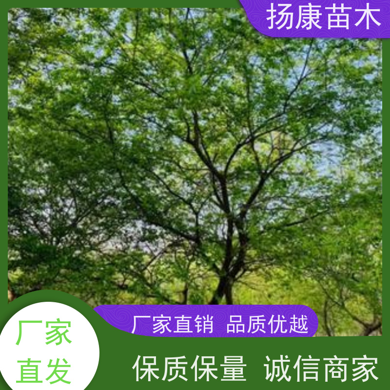 9米丛生朴树 扬康苗木 对土壤要求不严 有一定耐干旱能力 带土球发货